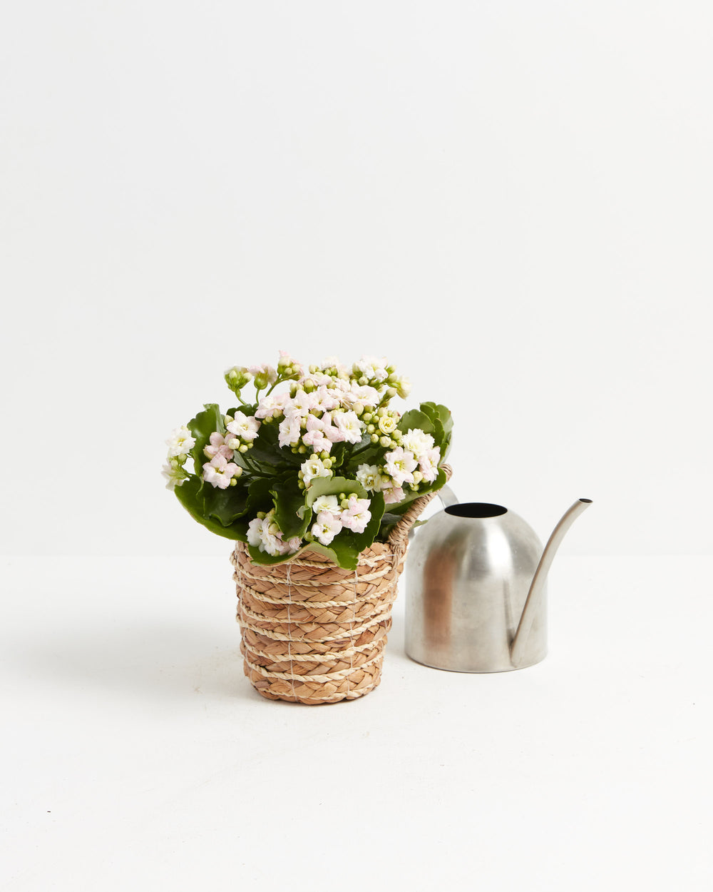 White flowering Kalanchoe succulent in natural woven seagrass basket with watering can accessory, perfect for complete indoor gardening starter sets and gift-ready plant displays.