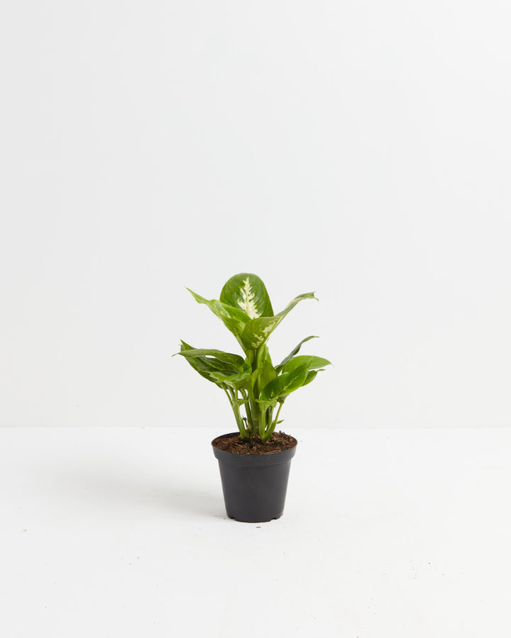 Dieffenbachia Carina, Lively Root, Plant, Size, Small, , 