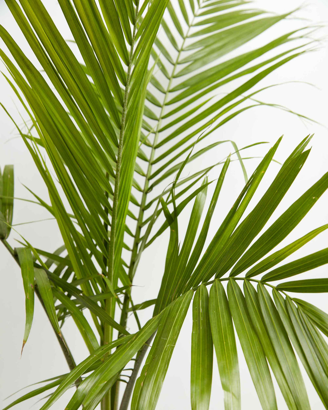 A close-up detail of Cat Palm fronds, showcasing their long, slender green leaflets arranged along a central stem against a white background.