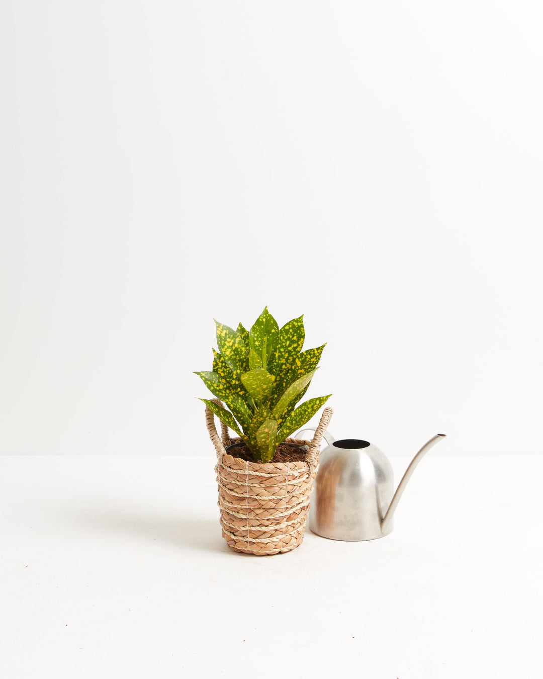 Gold Dust Croton in woven natural basket planter styled with modern watering can, decorative tropical houseplant gift set for home plant enthusiasts.