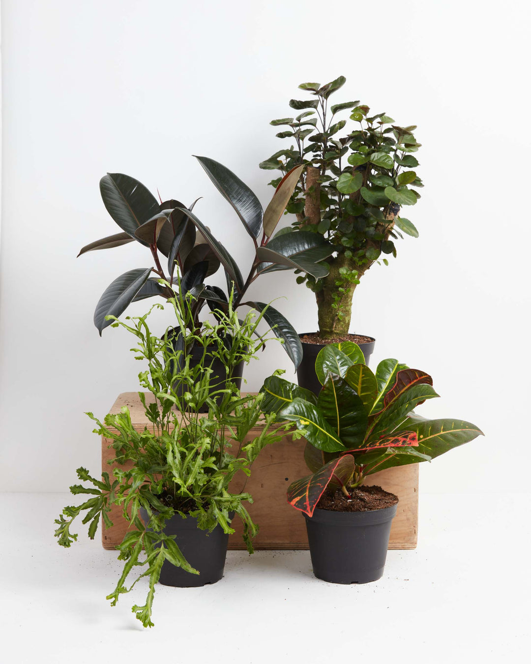 A collection of unique indoor plants for the Not-So-Common Plant Subscription, featuring a Rubber Tree, a Croton, and other textured greenery in black grower pots arranged around a wooden crate.