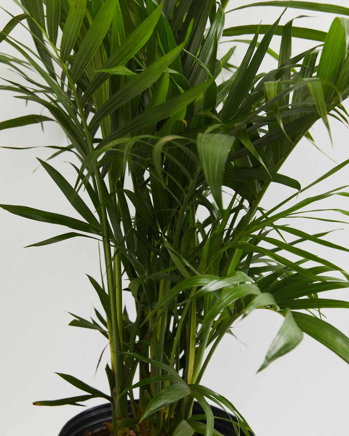 A close-up detail of a Cat Palm plant featuring dense, vibrant green fronds with long, slender leaflets, presented in a black grower pot against a white background.