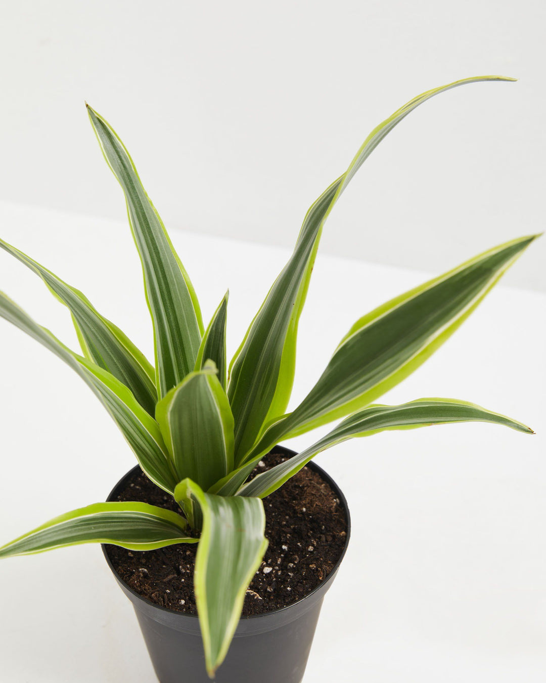 Top-down close-up of Dracaena Warneckii Lemon Lime leaves showing green and yellow variegation detail in a black pot
