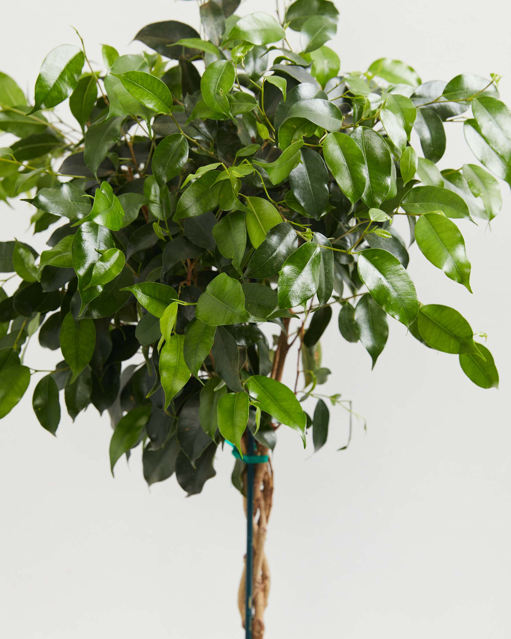 Ficus Benjamina Midnight Braid, Lively Root, Plant, , , , 