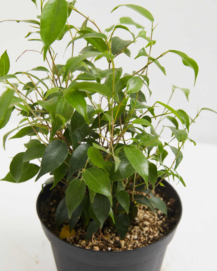 Weeping Fig (Ficus Benjamina), Lively Root, Plant, Size, Large, , 