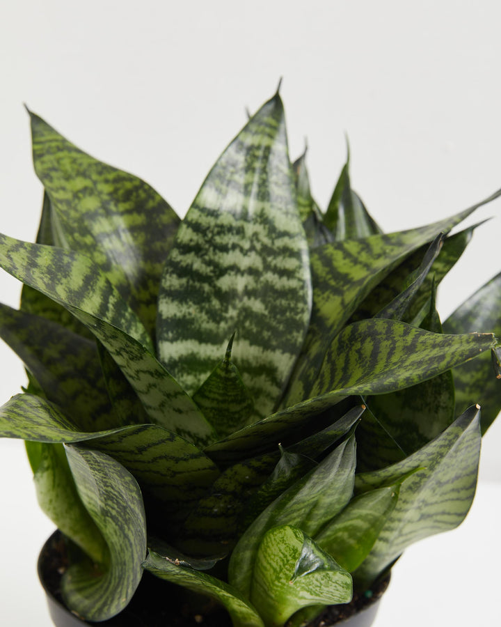 Robusta Snake Plant, Lively Root, Plant, Detail , , , 