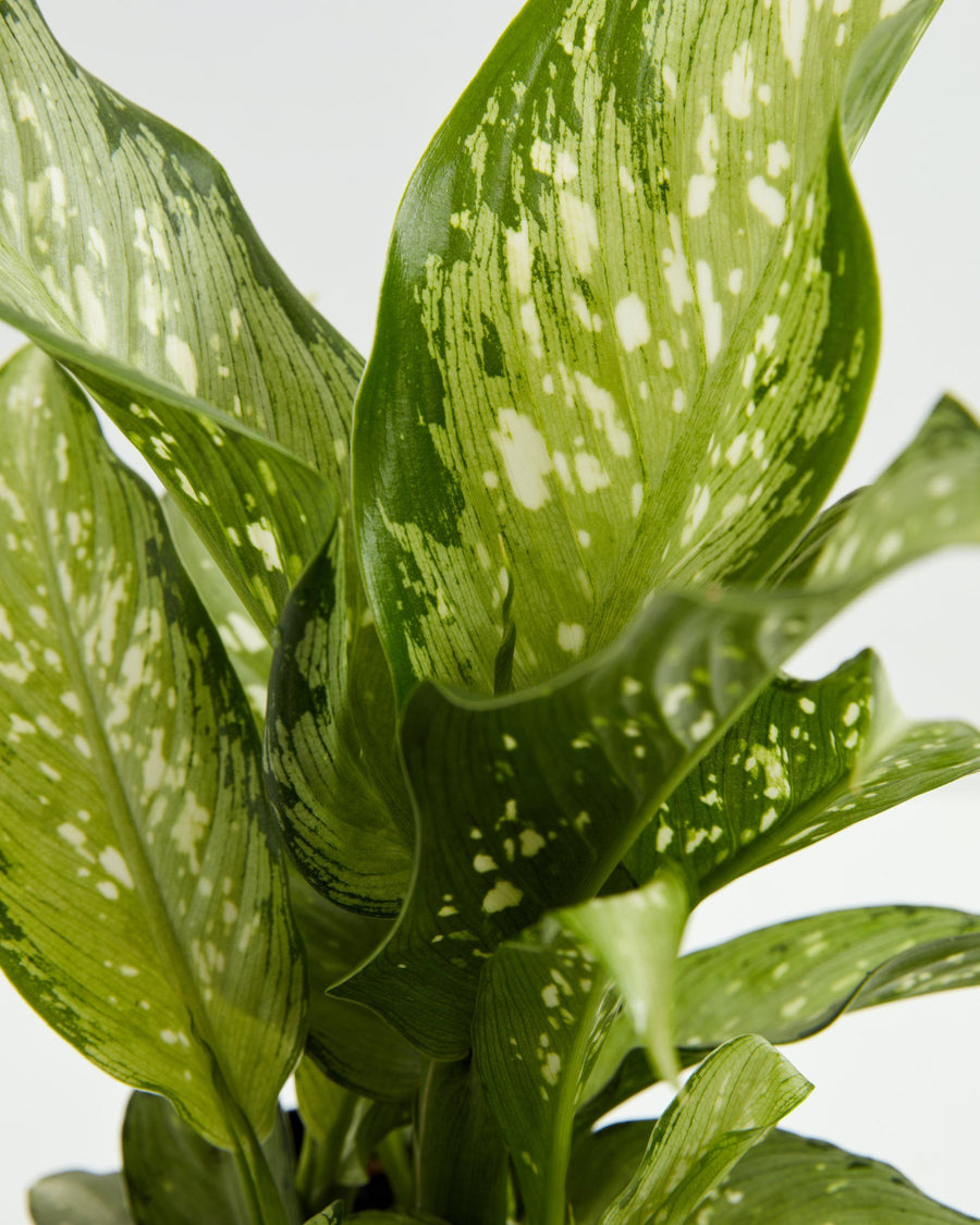 Dieffenbachia Tiki, Lively Root, Plant, , , , 