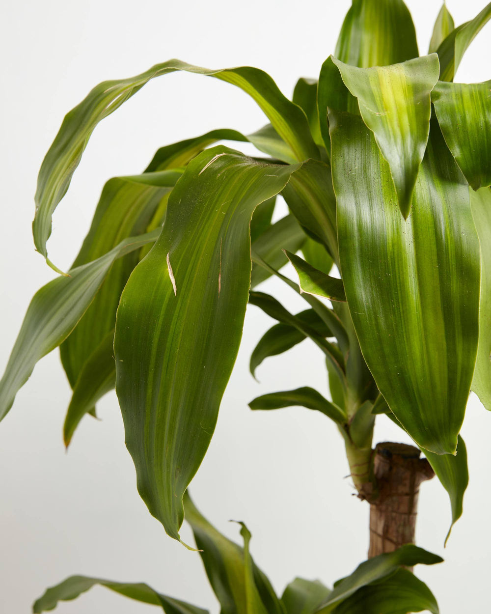 Cane Massangeana Dragon Plant (Dracaena), Lively Root, Plant, , , , 