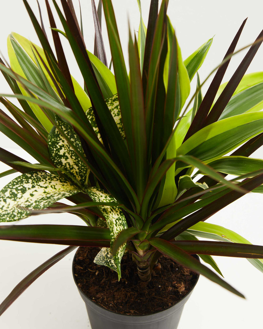 Black Leaf Dragon Tree Collection (Dracaena), Lively Root, Plant, Detail, , , 