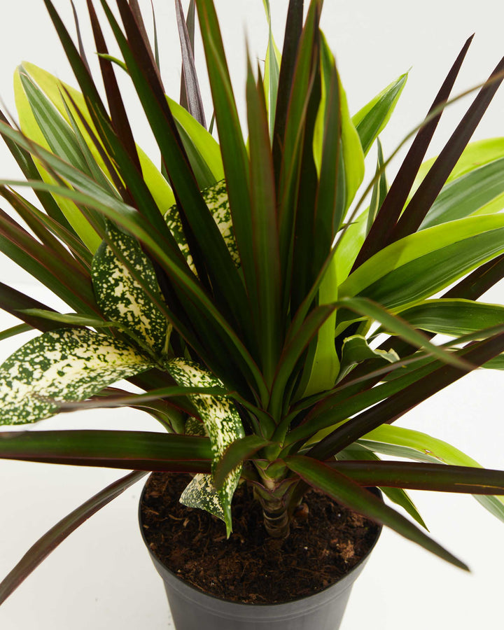 Black Leaf Dragon Tree Collection (Dracaena), Lively Root, Plant, Detail, , , 