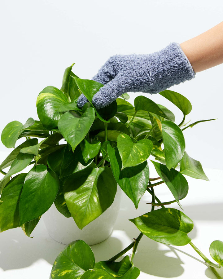 Dusting Glove