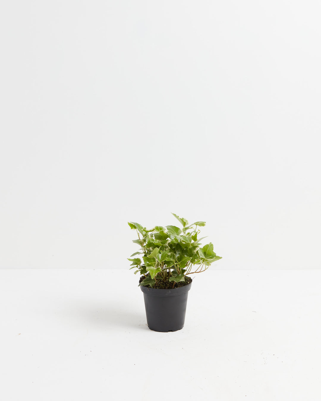 English Ivy plant (Hedera helix) in a small black nursery pot with lush green lobed leaves, compact size ideal for indoor or outdoor use