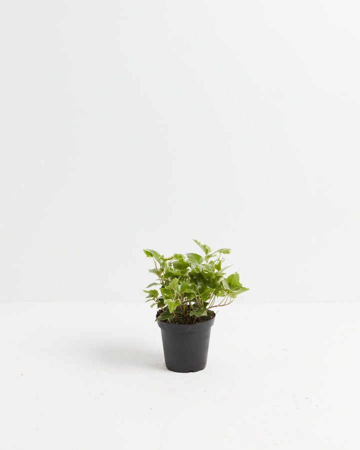 English Ivy plant (Hedera helix) in a small black nursery pot with lush green lobed leaves, compact size ideal for indoor or outdoor use