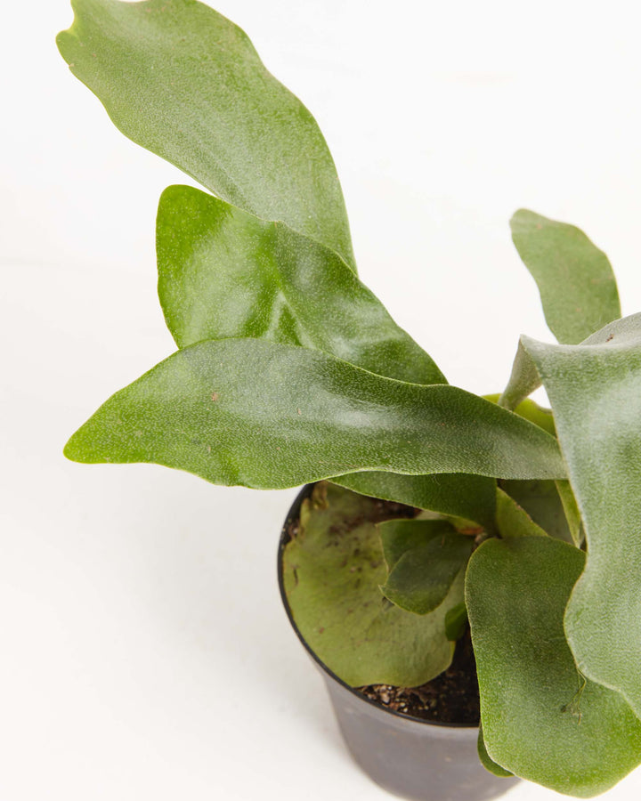 Overhead close-up of Staghorn Fern antler-shaped fronds with velvety green texture in a black grower pot against a white background