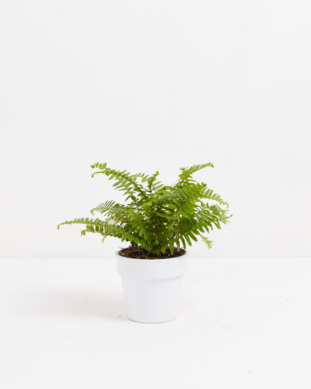 Fern Chester, Lively Root, Plant, Size, Small, , 