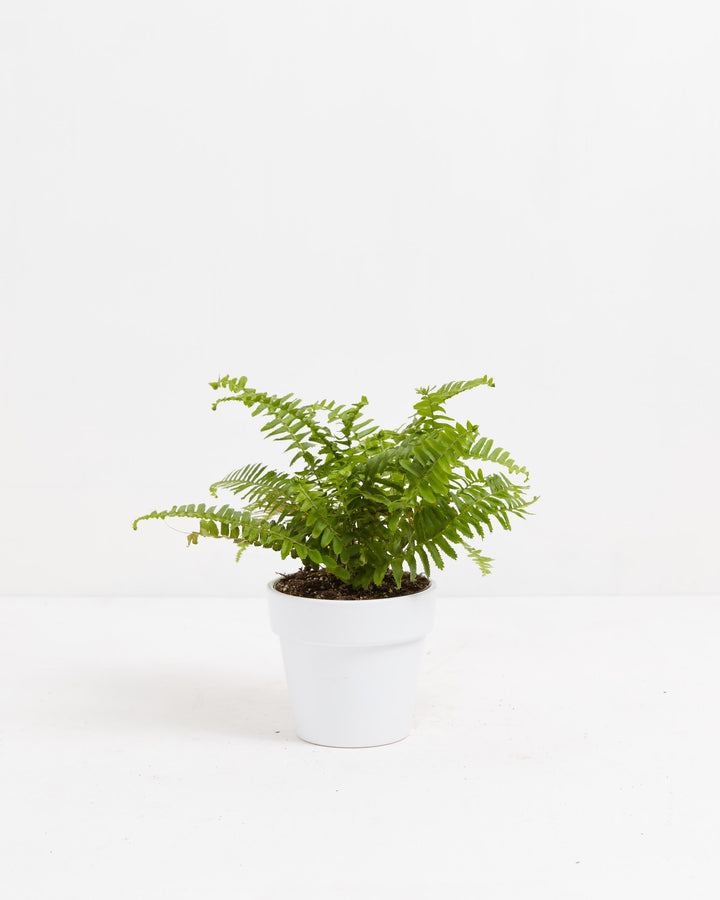 Fern Chester, Lively Root, Plant, Size, Small, , 