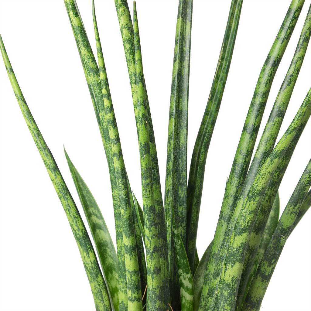 Sansevieria Fernwood, Lively Root, Plant, , , , 
