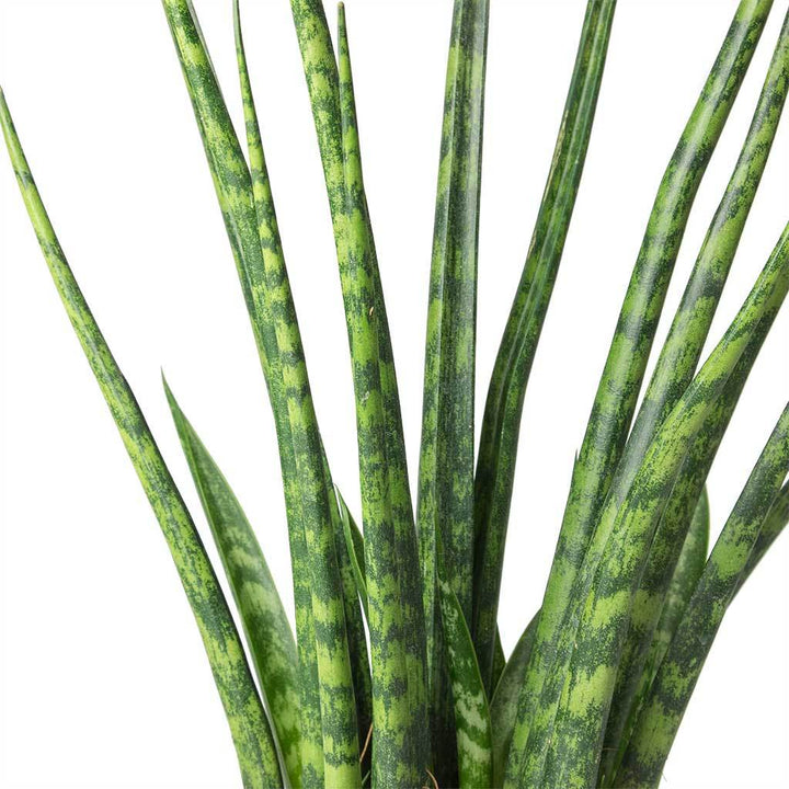 Sansevieria Fernwood, Lively Root, Plant, , , , 