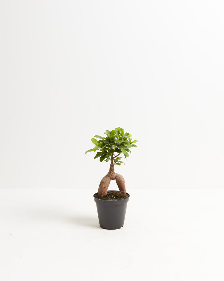 4" Ficus Ginseng bonsai in a black nursery grower pot showing its iconic arched twin root formation