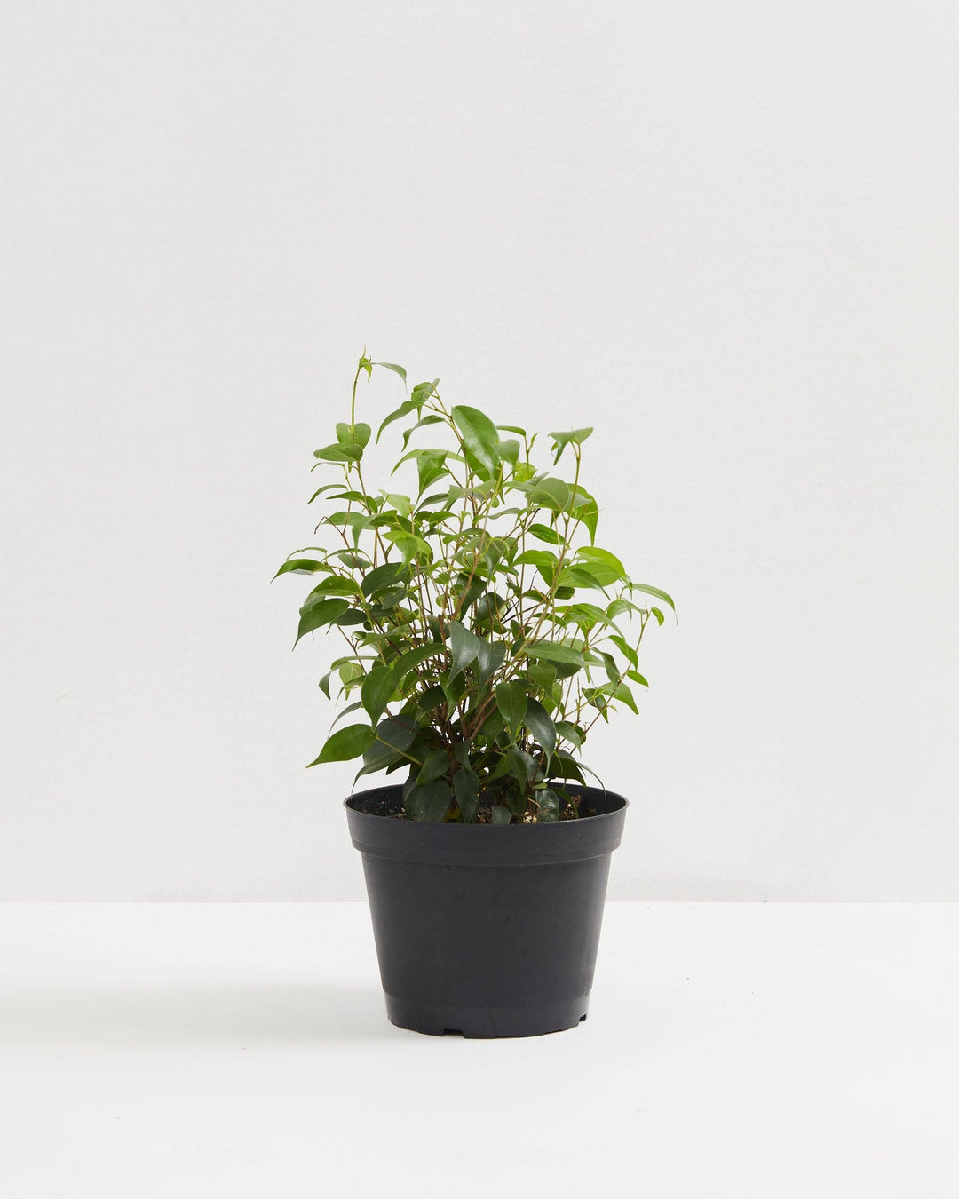 Weeping Fig (Ficus Benjamina), Lively Root, Plant, Size, Medium, , 
