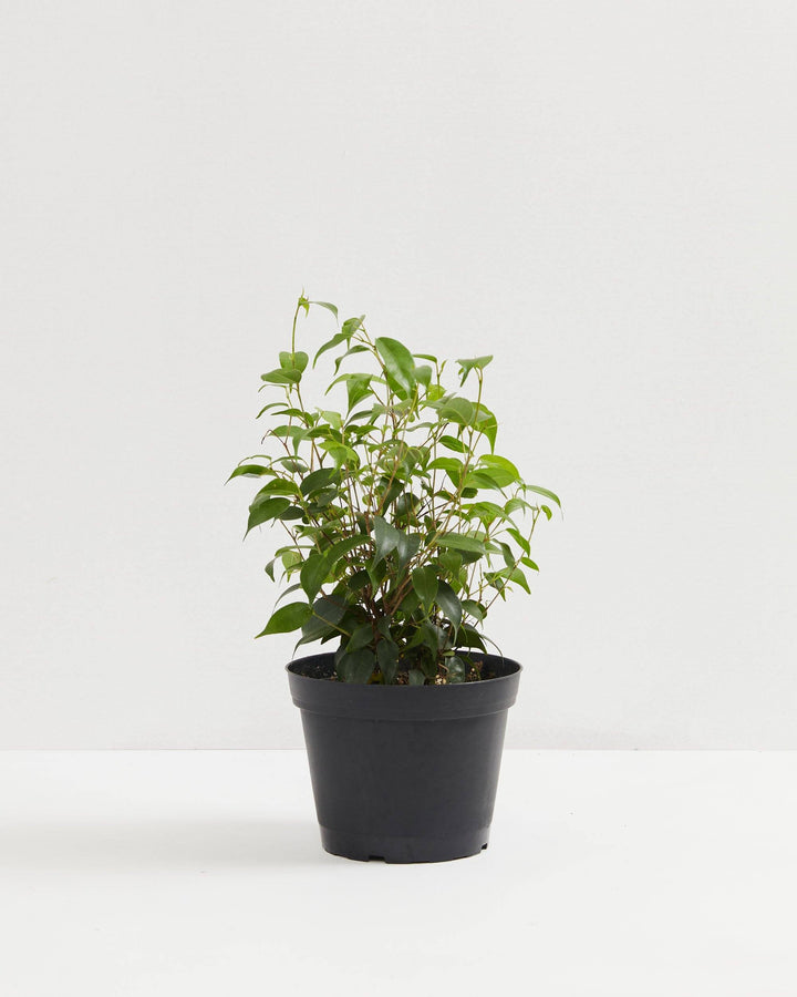 Weeping Fig (Ficus Benjamina), Lively Root, Plant, Size, Medium, , 