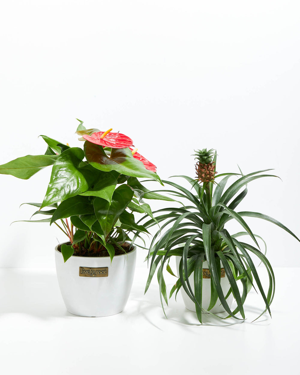 Party in Paradise plant duo featuring red Anthurium and green-leafed Bromeliad, 6-inch size in white ceramic planters, vibrant tropical foliage and flowering houseplants together