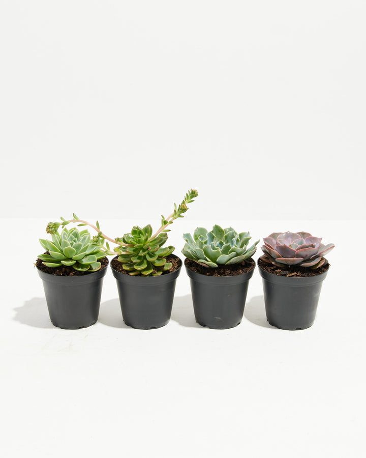 Complete Echeveria variety collection in black commercial nursery pots with four distinct cultivars showing trailing, clustered, wavy, and pink-tinged forms, wholesale ready.