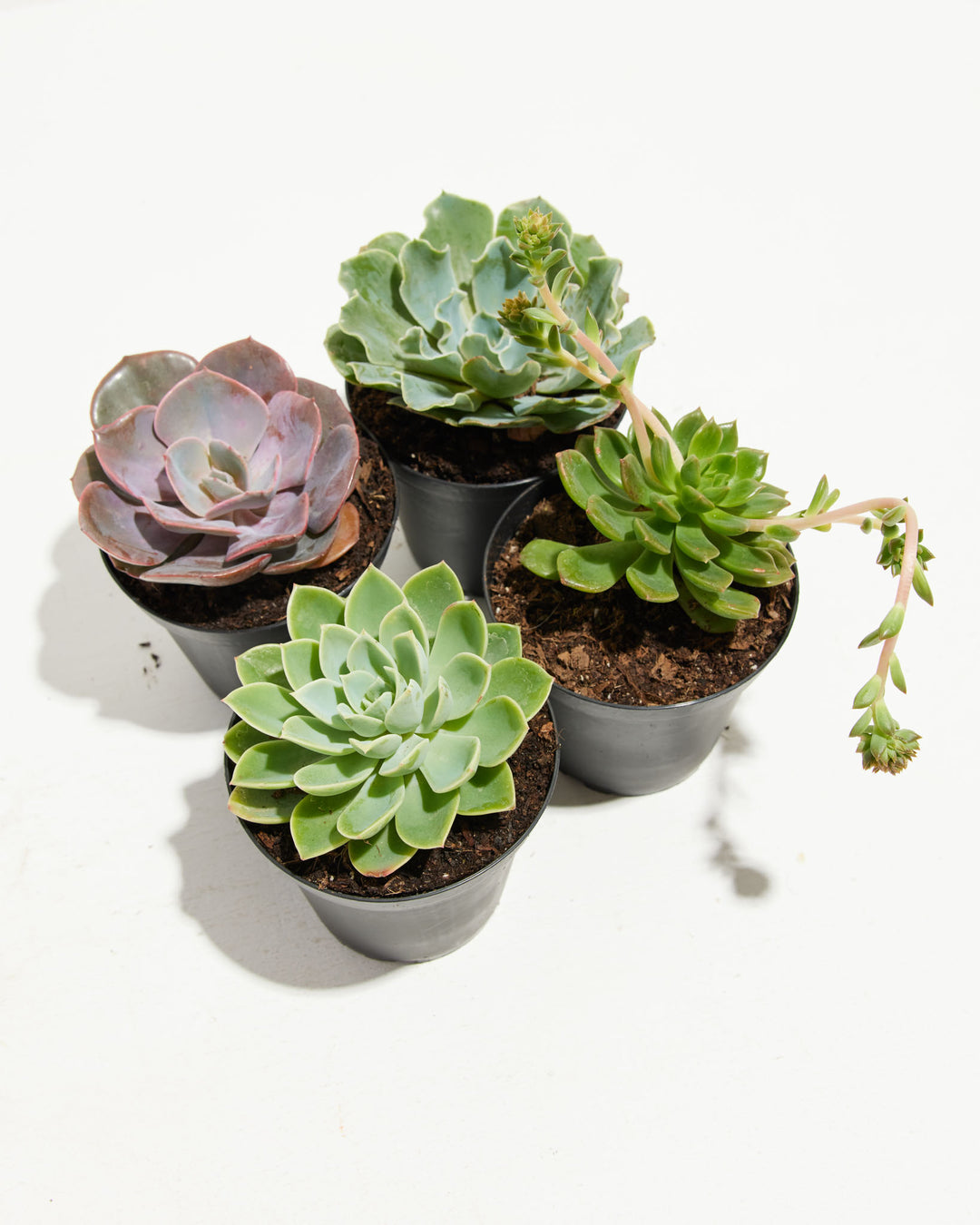 Angled view of four commercial Echeveria varieties showing distinctive rosette formations including pink-dusted cultivars, wavy-edged leaves, and compact mounded forms for variety showcasing.