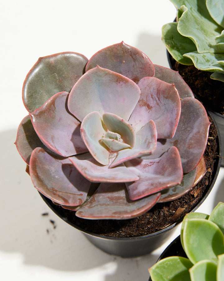 Detailed macro of mauve-pink Echeveria showing thick fleshy petals, curved leaf arrangement, and pale inner coloring with shadowed centers, botanical specimen photography.