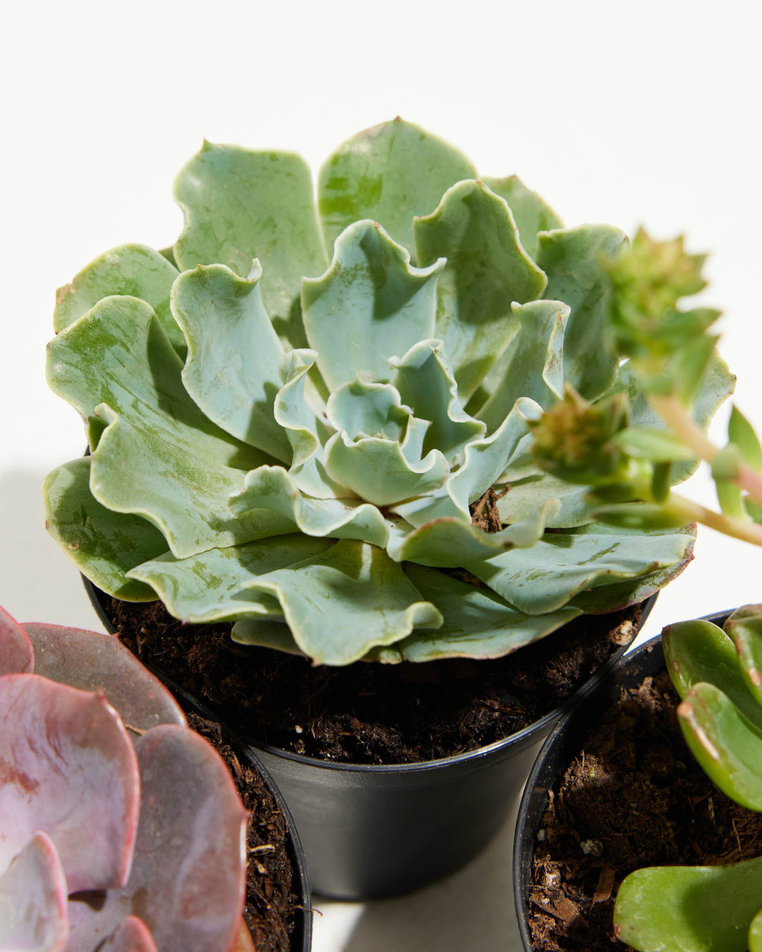 Close-up of pale green Echeveria with distinctive ruffled undulating leaf margins and central bud development, highlighting unique morphological variety within collection.