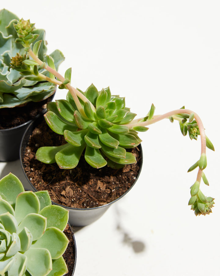 Echeveria with cascading branching stems showing paired rounded leaves and delicate flowering stems, trailing succulent variety ideal for hanging containers and propagation.