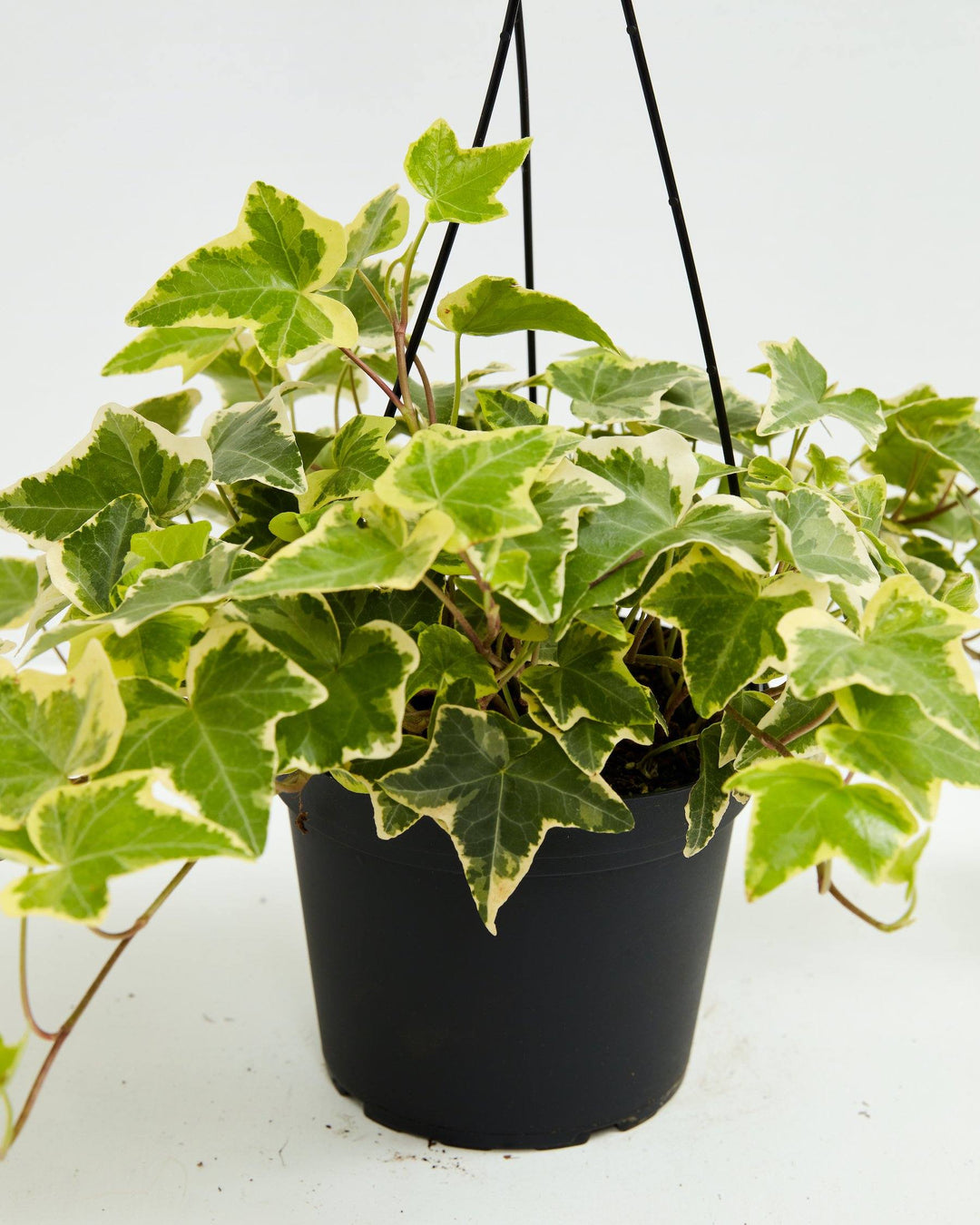 English Ivy Gold Child, Lively Root, Plant, Size, Medium, , 