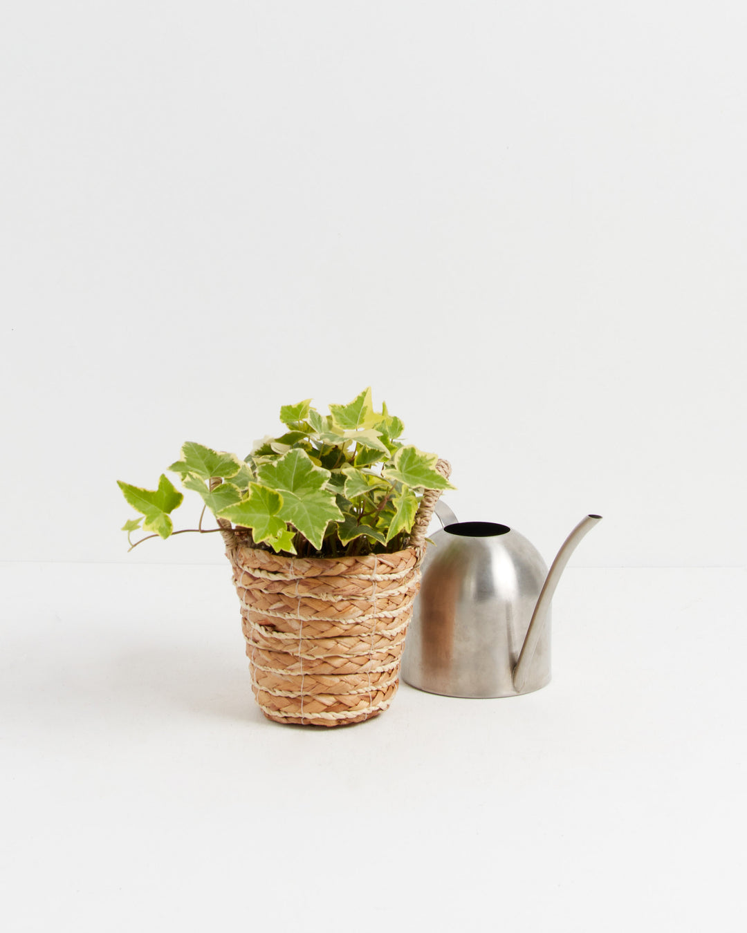 English Ivy Gold Child, Lively Root, Plant, , , , 