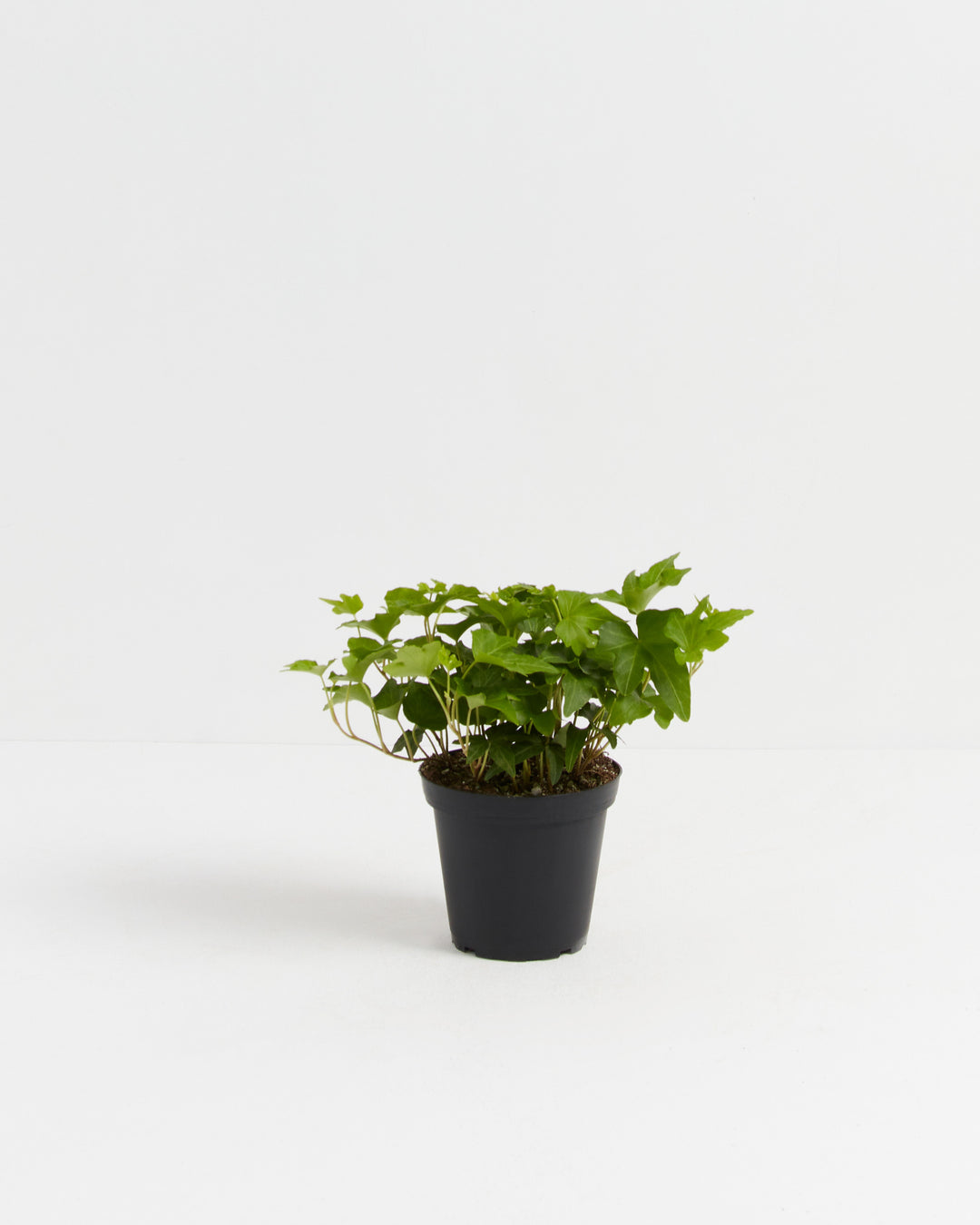 California Ivy, Lively Root, Plant, Size, Small, , 