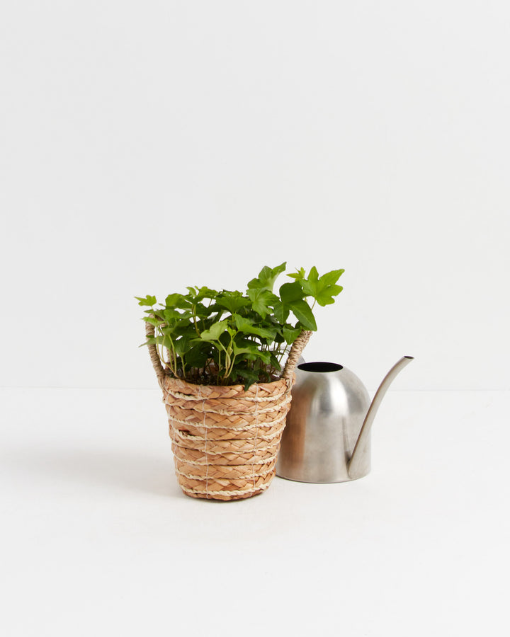 California Ivy, Lively Root, Plant, , , , 