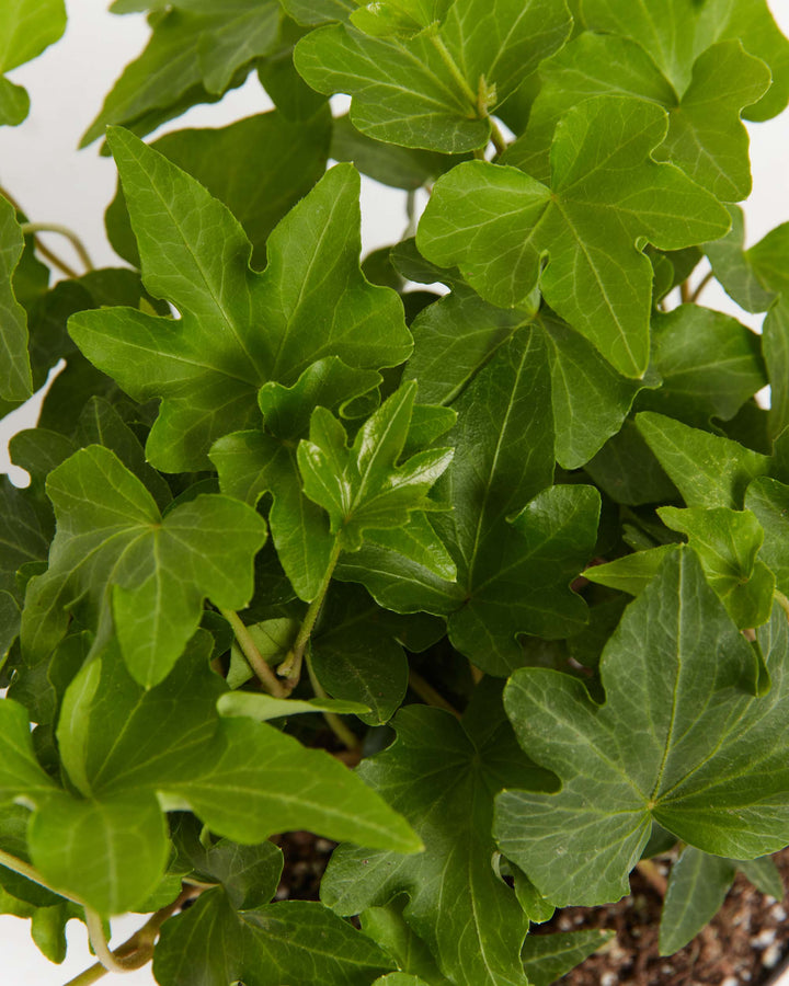 Clover Leaf Ivy, Lively Root, Plant, , , , 