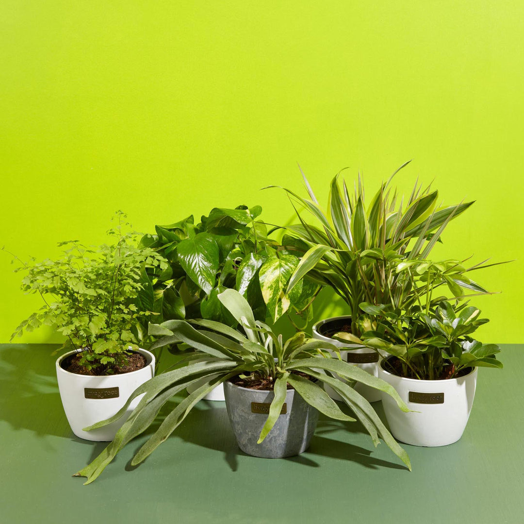 A lush assortment of indoor plants including a Golden Pothos and a Staghorn Fern in decorative Lively Root planters, set against a vibrant lime green background as part of the Not-So-Common Plant Subscription.
