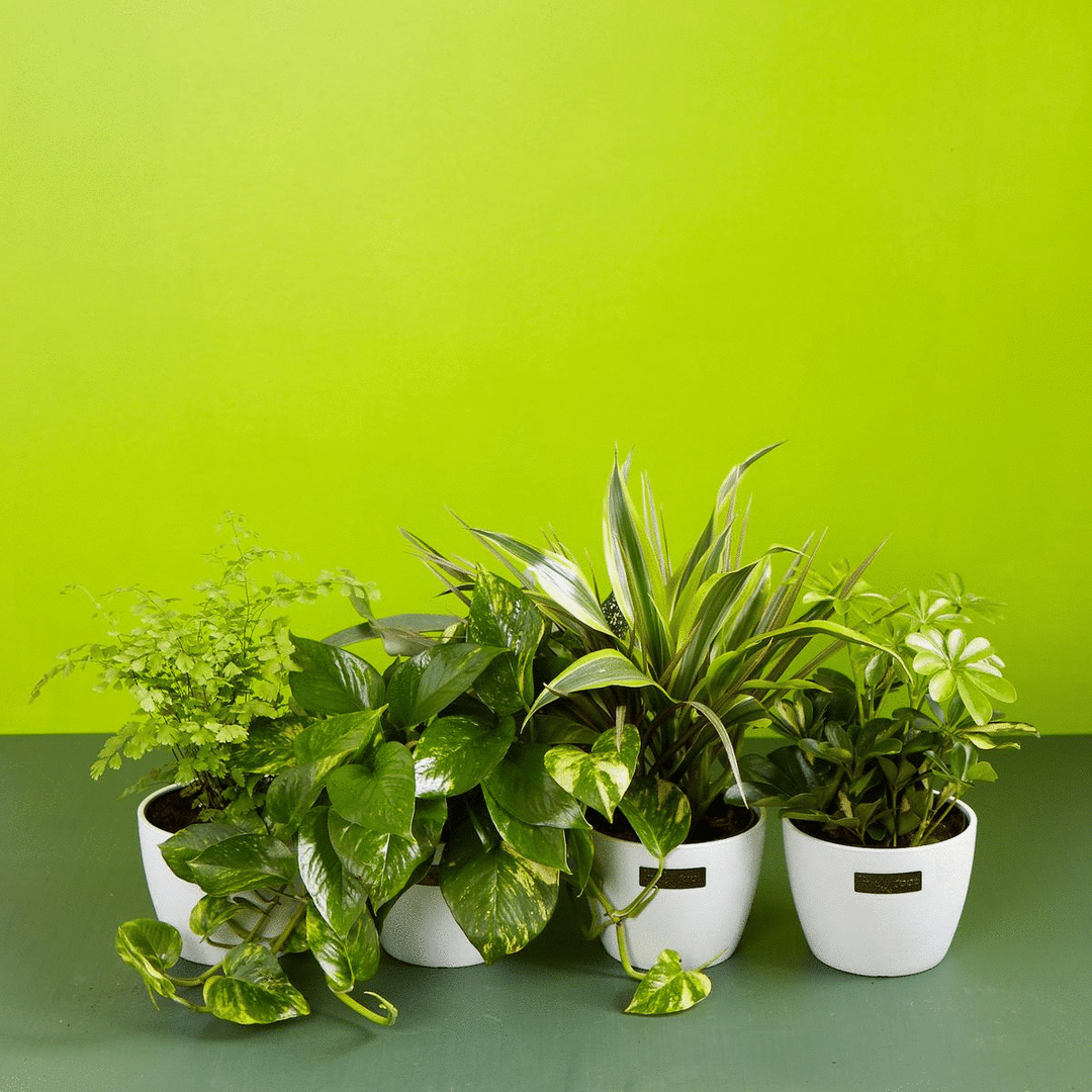 Animated sequence showcasing a variety of healthy indoor plants, including a trailing Golden Pothos and a Dracaena, in white Lively Root planters against a bright lime green background for the Not-So-Common Plant Subscription.