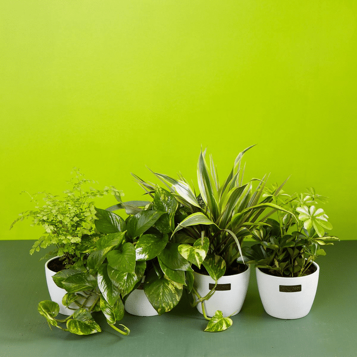 Animated sequence showcasing a variety of healthy indoor plants, including a trailing Golden Pothos and a Dracaena, in white Lively Root planters against a bright lime green background for the Not-So-Common Plant Subscription.