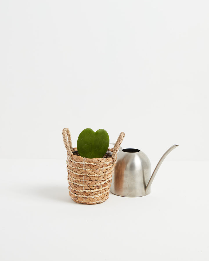 Small Hoya Heart Plant (Hoya kerrii) in a natural woven seagrass basket planter with heart-shaped green leaves displayed beside a modern stainless steel watering can on a white background