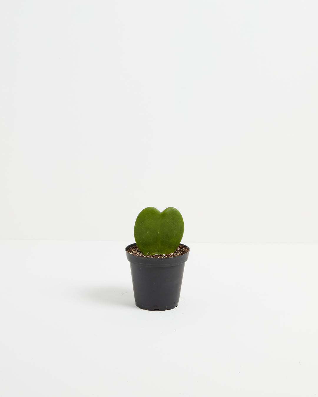 Small Hoya Heart Plant (Hoya kerrii) in a black nursery grower pot with a single glossy heart-shaped green leaf in perlite-mixed soil on a white background