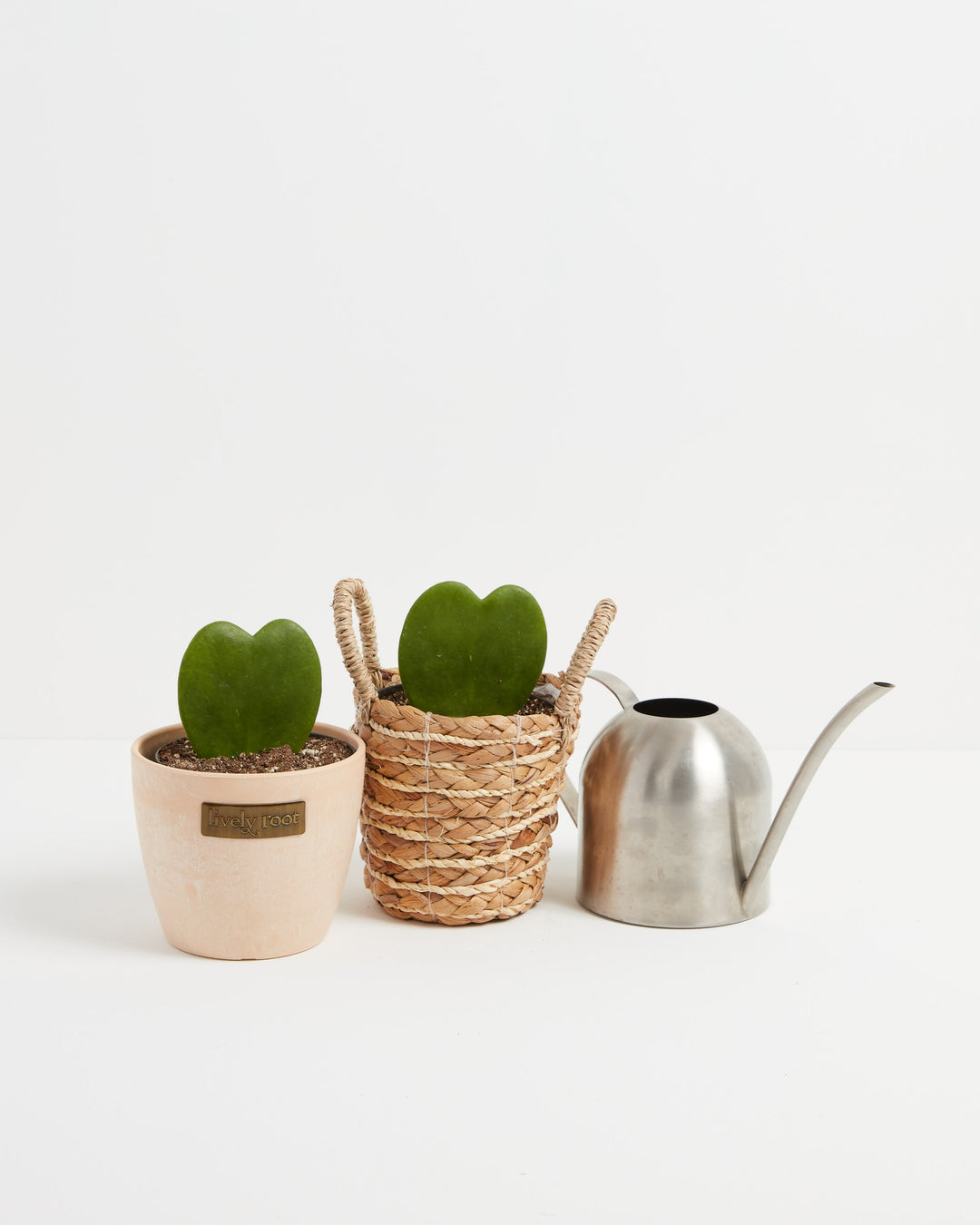 Two small Hoya Heart Plants (Hoya kerrii) with glossy heart-shaped green leaves displayed in a blush pink ceramic pot and a natural woven seagrass basket planter beside a modern stainless steel watering can on a white background