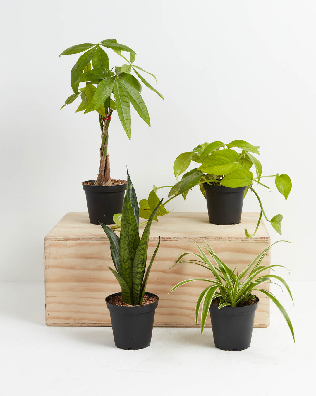Jungle Starter Plant Collection featuring four black grower pots arranged on a wooden crate display — braided trunk Money Tree, golden Pothos, Snake Plant, and Spider Plant — perfect beginner indoor houseplant bundle