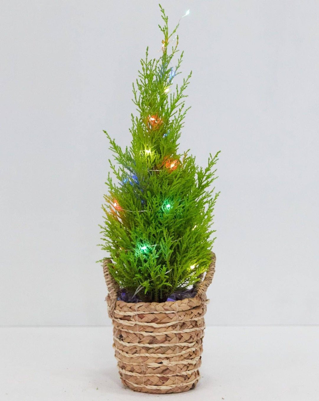 Holiday Lights For Plants (Battery Included)