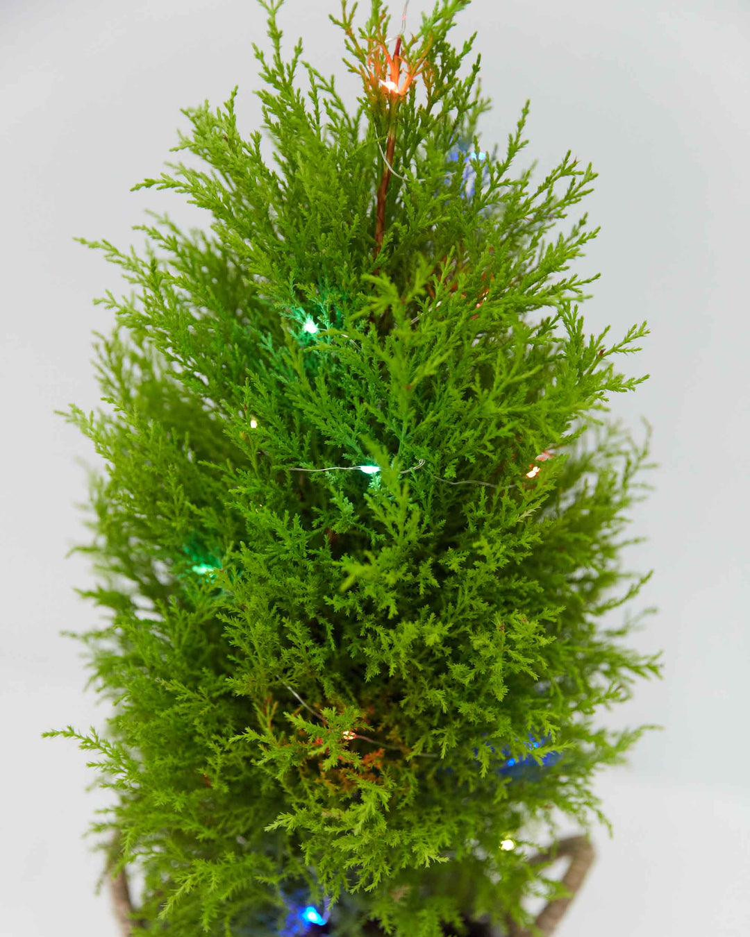 Holiday Lights For Plants (Battery Included)
