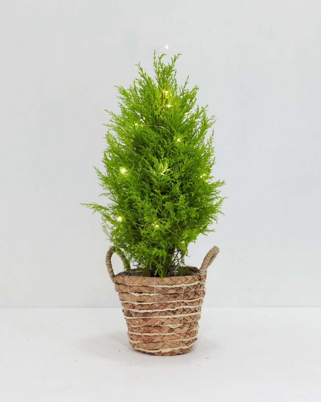 White Holiday Lights For Plants (Battery Included), Lively Root, Accessory, , , , 