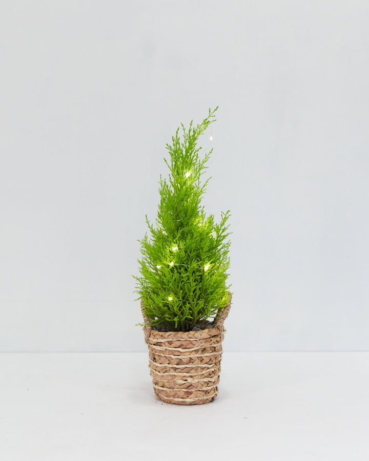 White Holiday Lights For Plants (Battery Included), Lively Root, Accessory, , , , 