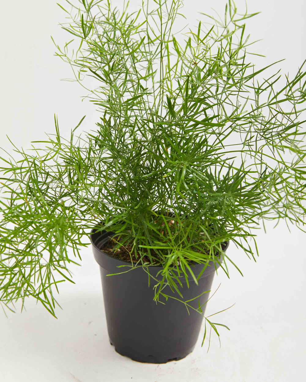 Fern Asparagus Sprengerii, Lively Root, Plant, , , , 