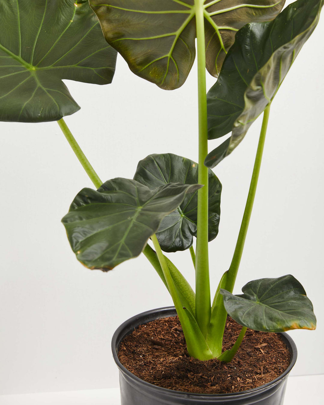 Overhead macro of Alocasia Regal Shield multiple leaves showing heart and shield-shaped forms with striking lime-veined patterning on deep green foliage; dramatic foliage detail shot.