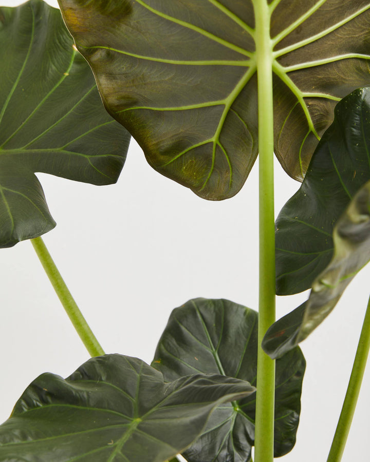 Close-up detail of Alocasia Regal Shield leaf venation pattern with prominent lime-colored radial veins against darker green blade; intricate leaf structure of rare tropical houseplant.